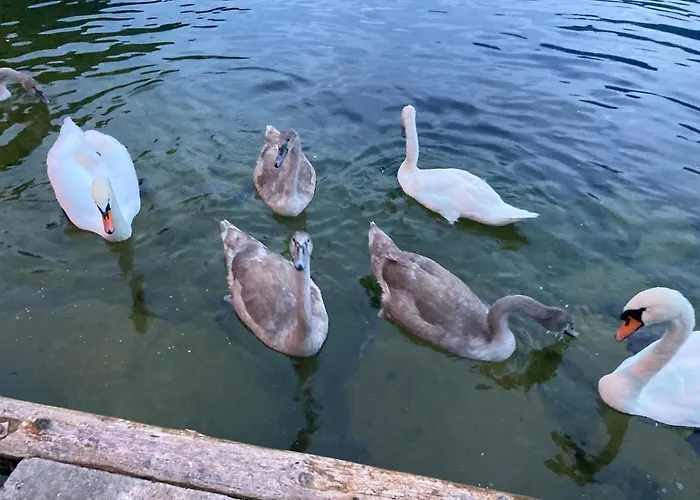 Lakeside 2 - Mit Gartenzugang Homestay Hallstatt